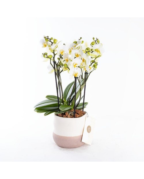 Halloween Cadı Kostüm Şapka Seti