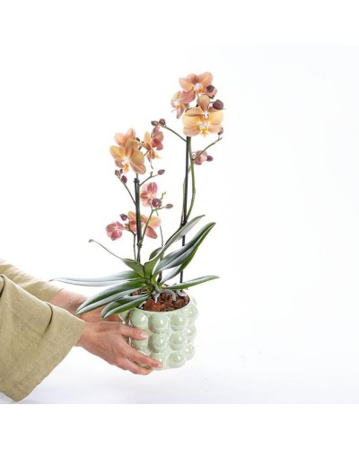 Halloween Cadı Kostüm Şapka Seti